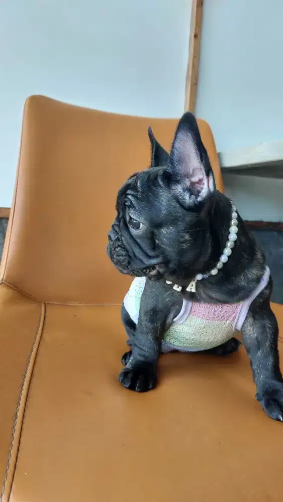 French Bulldog puppy