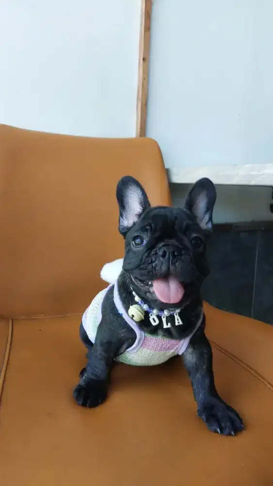 French Bulldog puppy