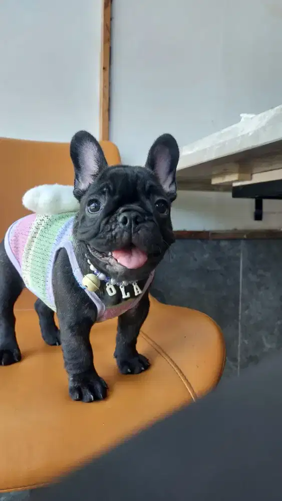 French Bulldog puppy