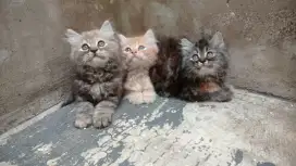 Persia medium kitten