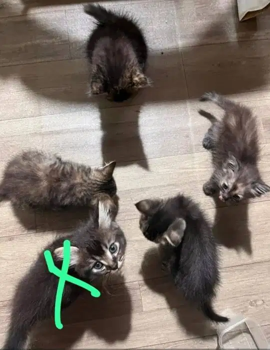 Kucing persimed & mixdom