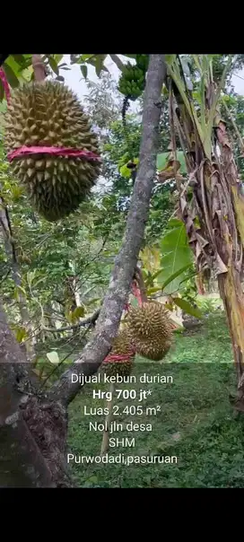 DIJUAL MURAH KEBUN DURIAN PURWODADI PASURUAN SHM