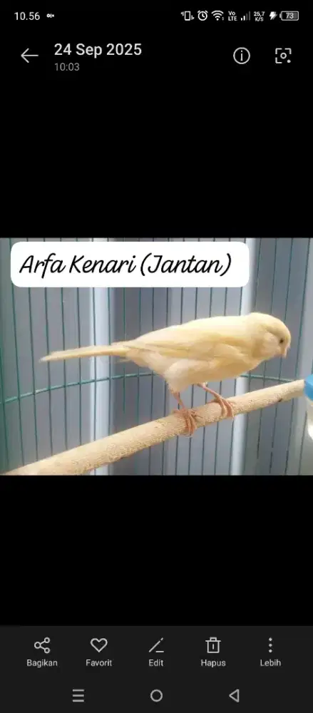 Kenari F1 / Body Big