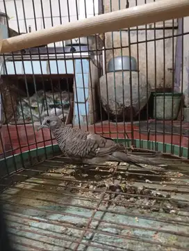 Burung perkutut lokal