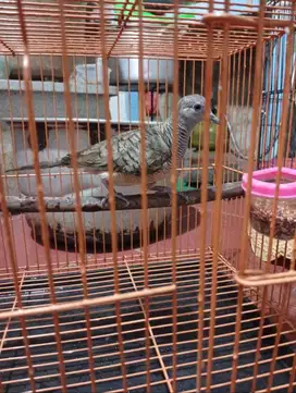 Burung perkutut lokal