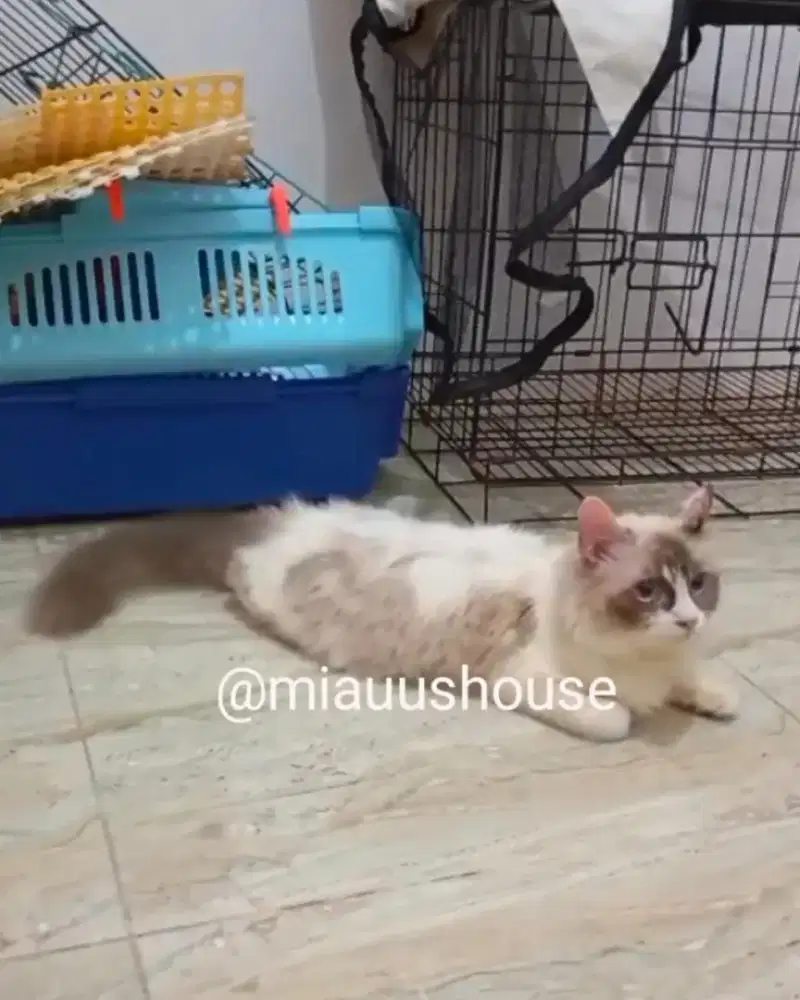 RAGDOLL BETINA DEWASA
