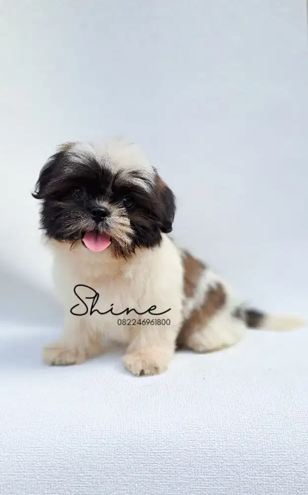 anjing shihtzu betina usia 2bln cari mama papa baru