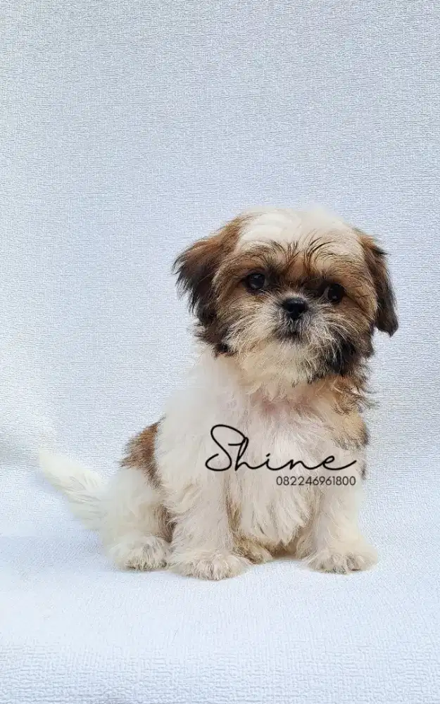 anjing mini shihtzu betina usia 2bln aktif lincah terawat