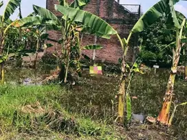 DIJUAL TANAH JAPANAN KOTA PASURUAN