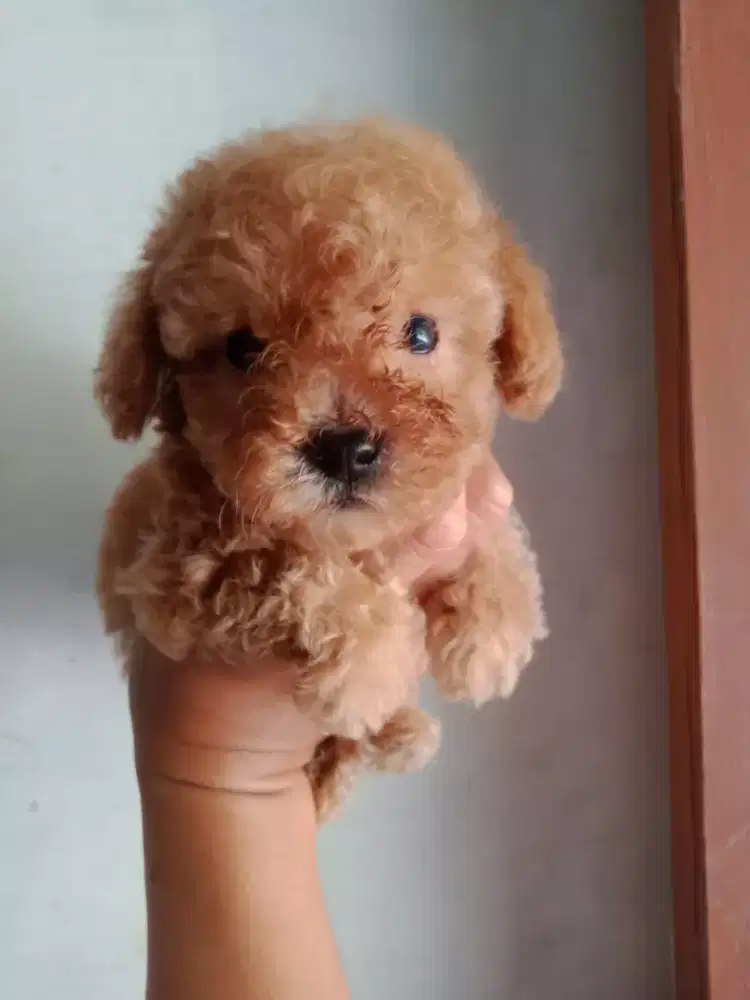 Poodle supeer cebol dan gemoy