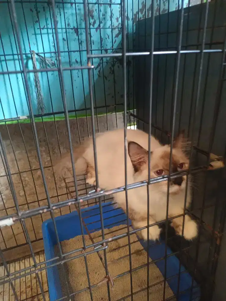 Kucing persis Himalaya betina 9 bln