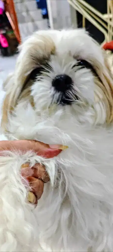 Anjing Shihtzu true Color
