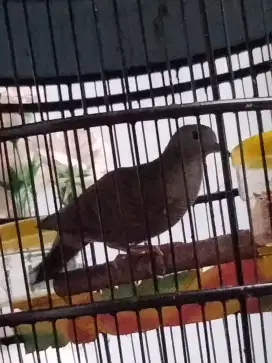 Perkutut cemani mojopahit