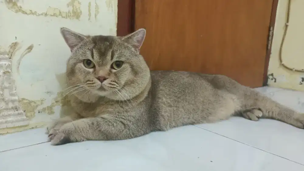 Jasa pemacakan kucing BSH