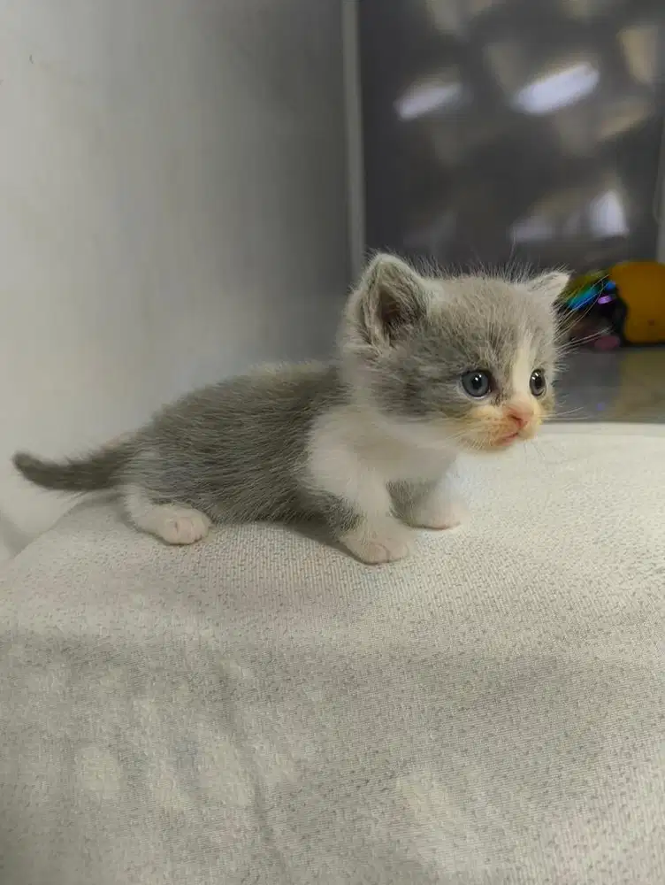 BSH munchkin straight