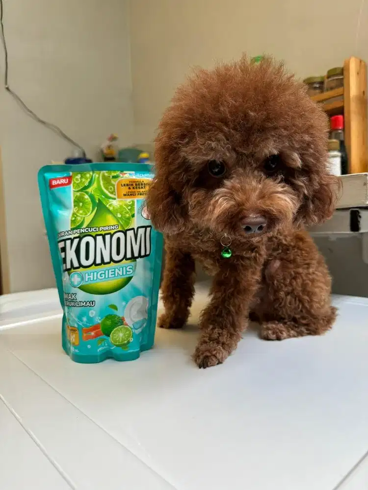 Di Jual Anjing Poodle