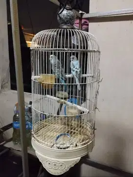 Parkit lokal 2 ekor fullset