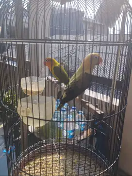 Burung Lovebird sepasang