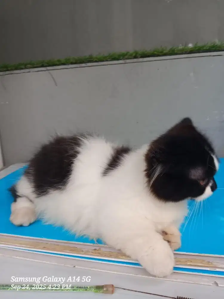 Sepasang kucing munchkin