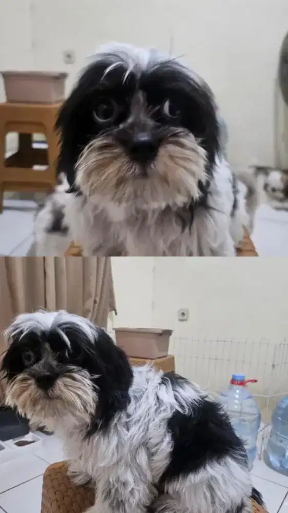 For Sale Anakan shih-Tzu