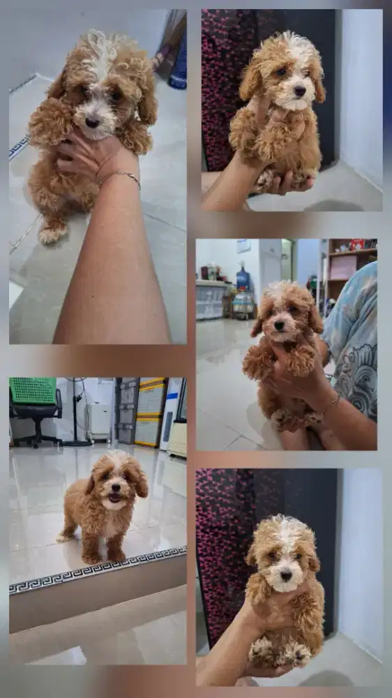 Dijual anakan poodle missmark