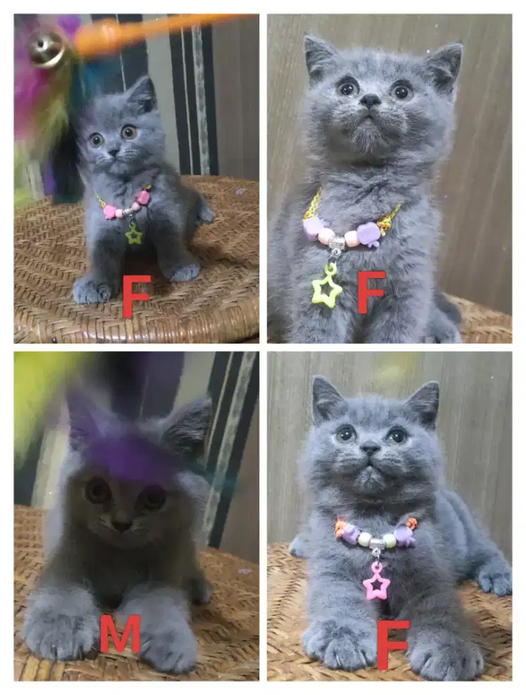 Kitten British Shorthair BSH