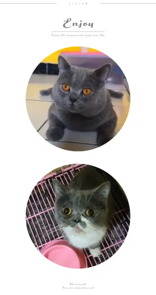 Kitten British Shorthair BSH