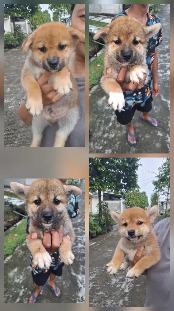 Dijual anakan shiba inu