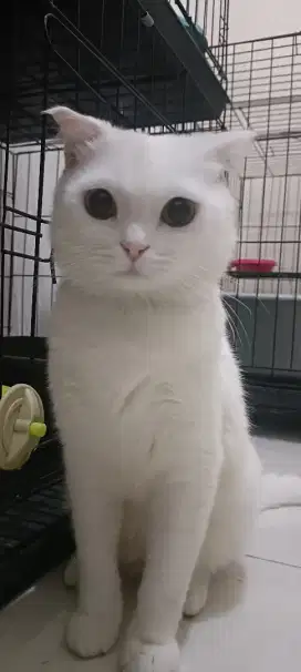 Scottish fold putih
