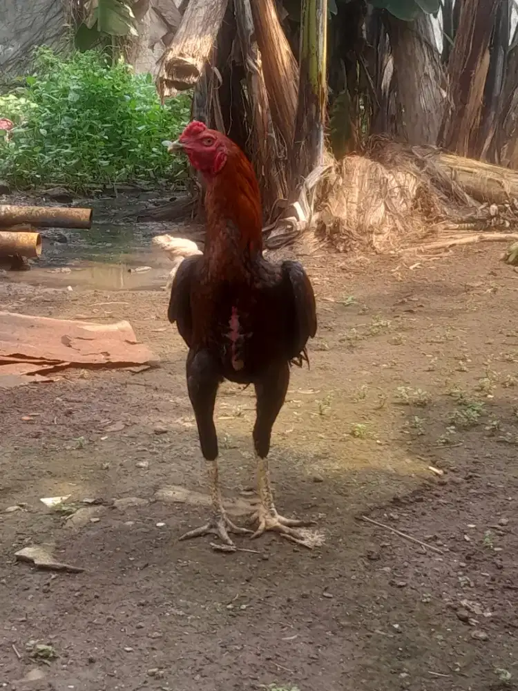 Ayam bangkok muda,umur 6 bulan
