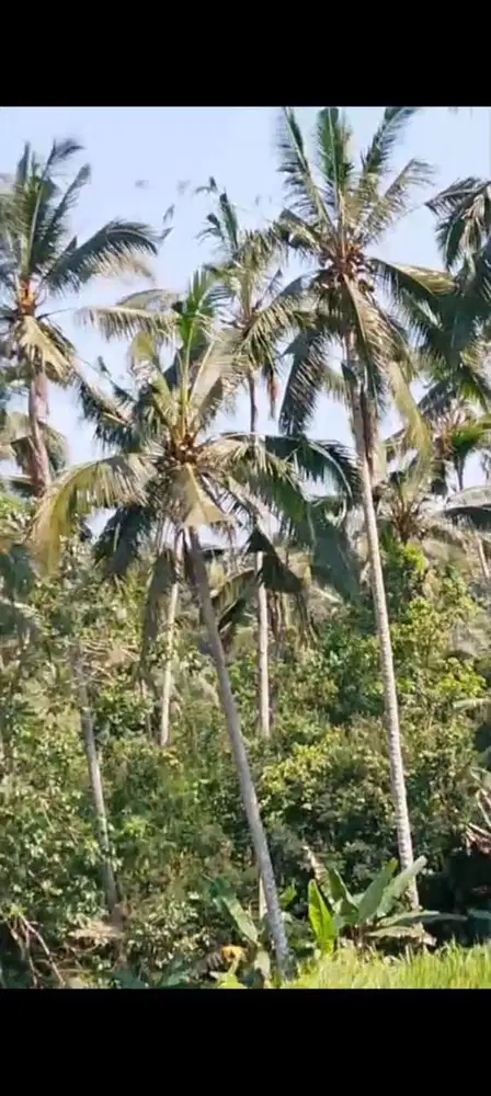 Di jual tanah kebun Kelapa Dan Alpukat