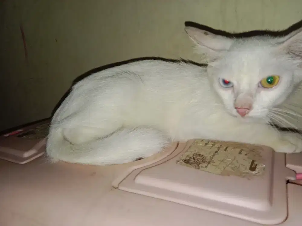 Persia Medium Kitten
