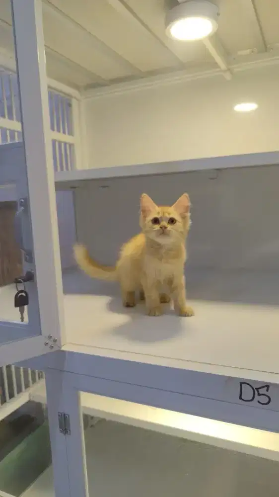 Kucing kitten ras persia