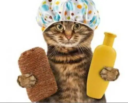 Dibutuhkan Groomer Untuk Petshop di Ps Minggu JakSel