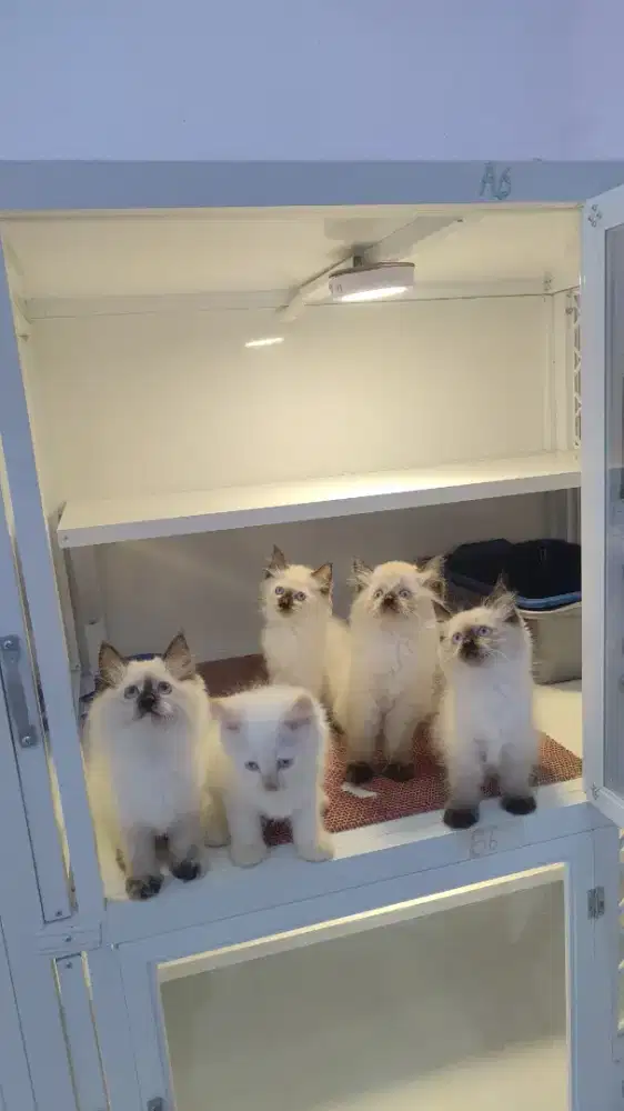 Kucing kitten himalaya mata biru