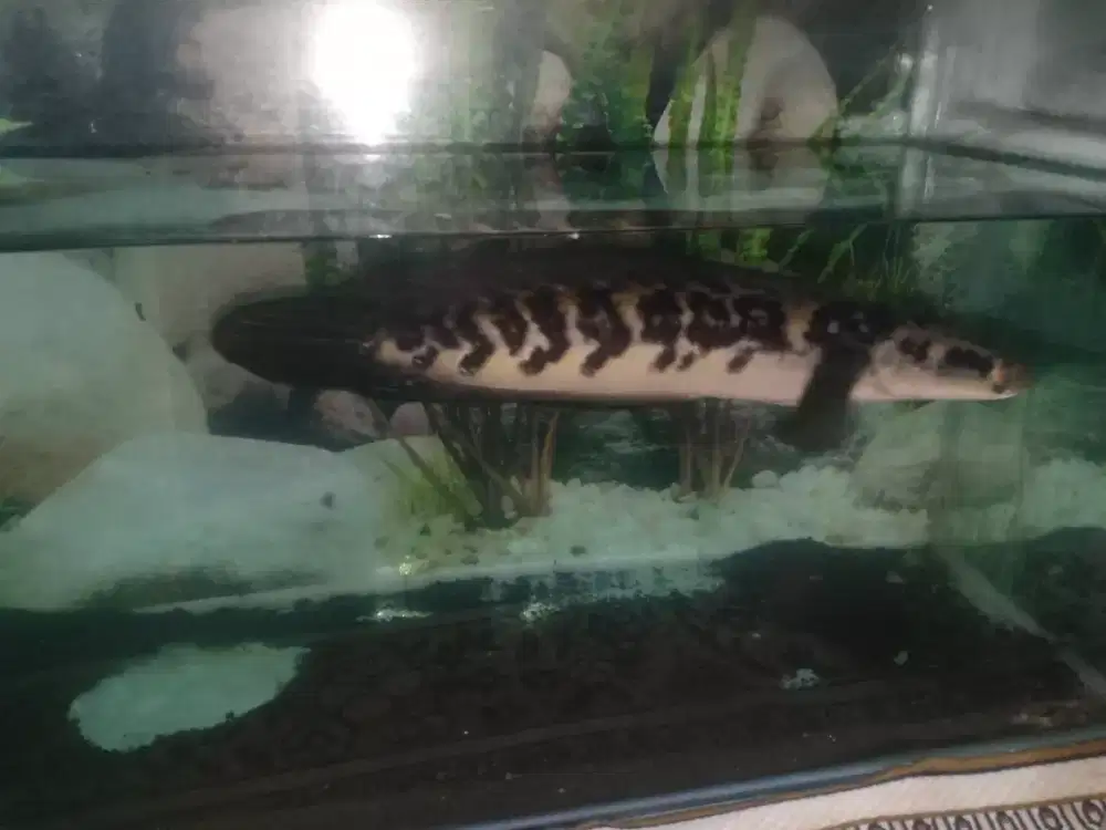 Channa maru ys besar