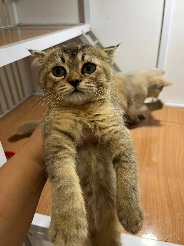 Scottish fold black golden betina