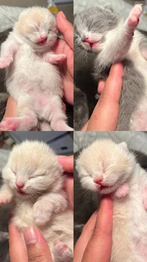BSH munchkin cream bicolor blue
