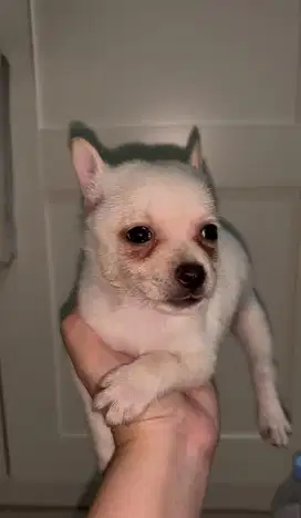 Chihuahua putih