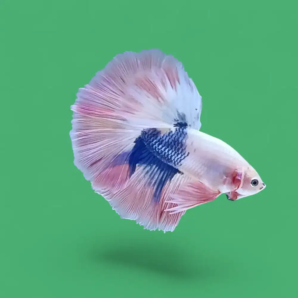 ikan cupang halfmoon
