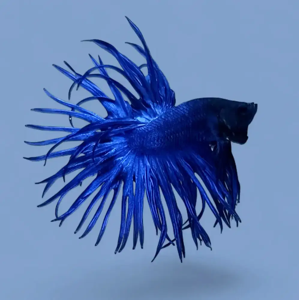 ikan cupang serit biru