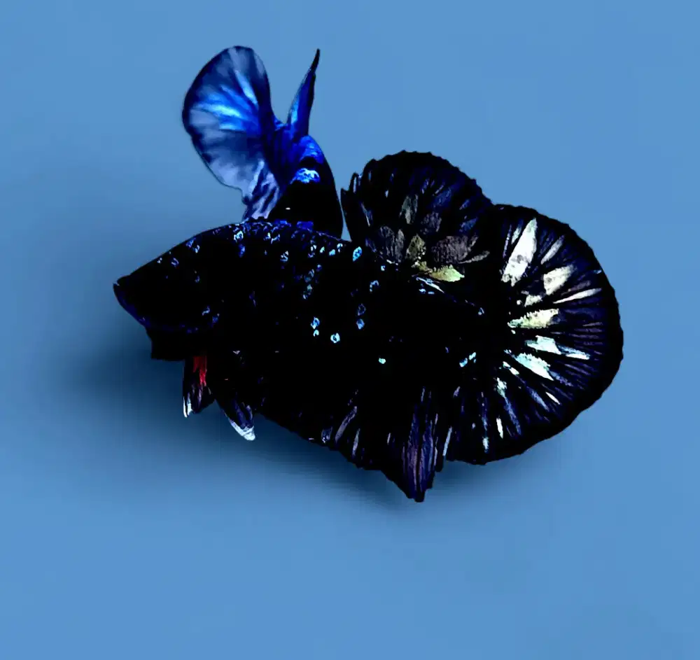 ikan cupang giant avatar black series