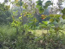 Dijual Tanah di Nol Jalan Raya Prunggahan Kulon Tuban