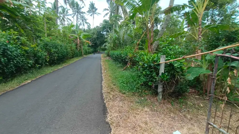 Jual kebun manggis dan durian contour flat datar di buleleng bali.