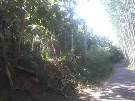Dijual Kebun Jati Pinggir Jalan Kabupaten Desa Curahdami Bondowoso