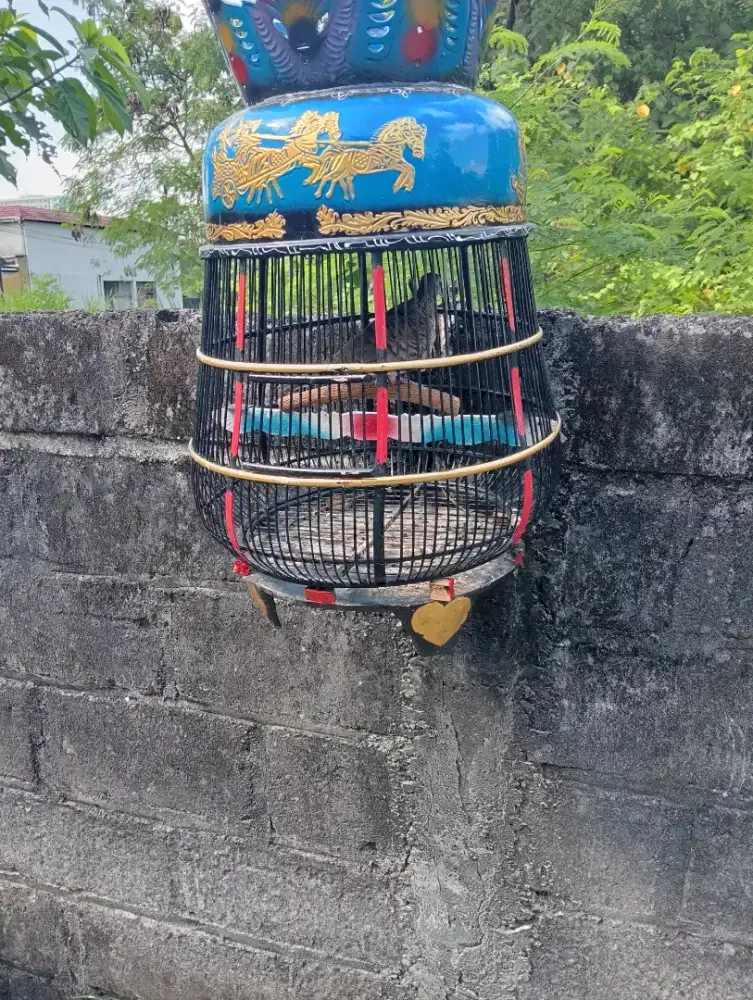 Perkutut bangkok gacor