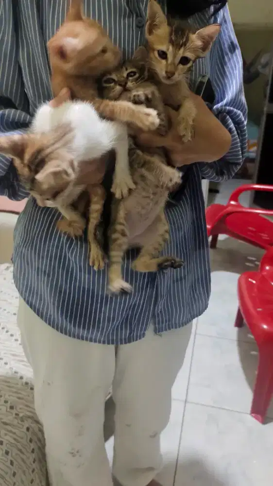 Dijual 4 anak kucing MEDAN