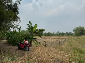 JUAL TANAH SAWAH GADINGWATU MENGANTI GRESIK