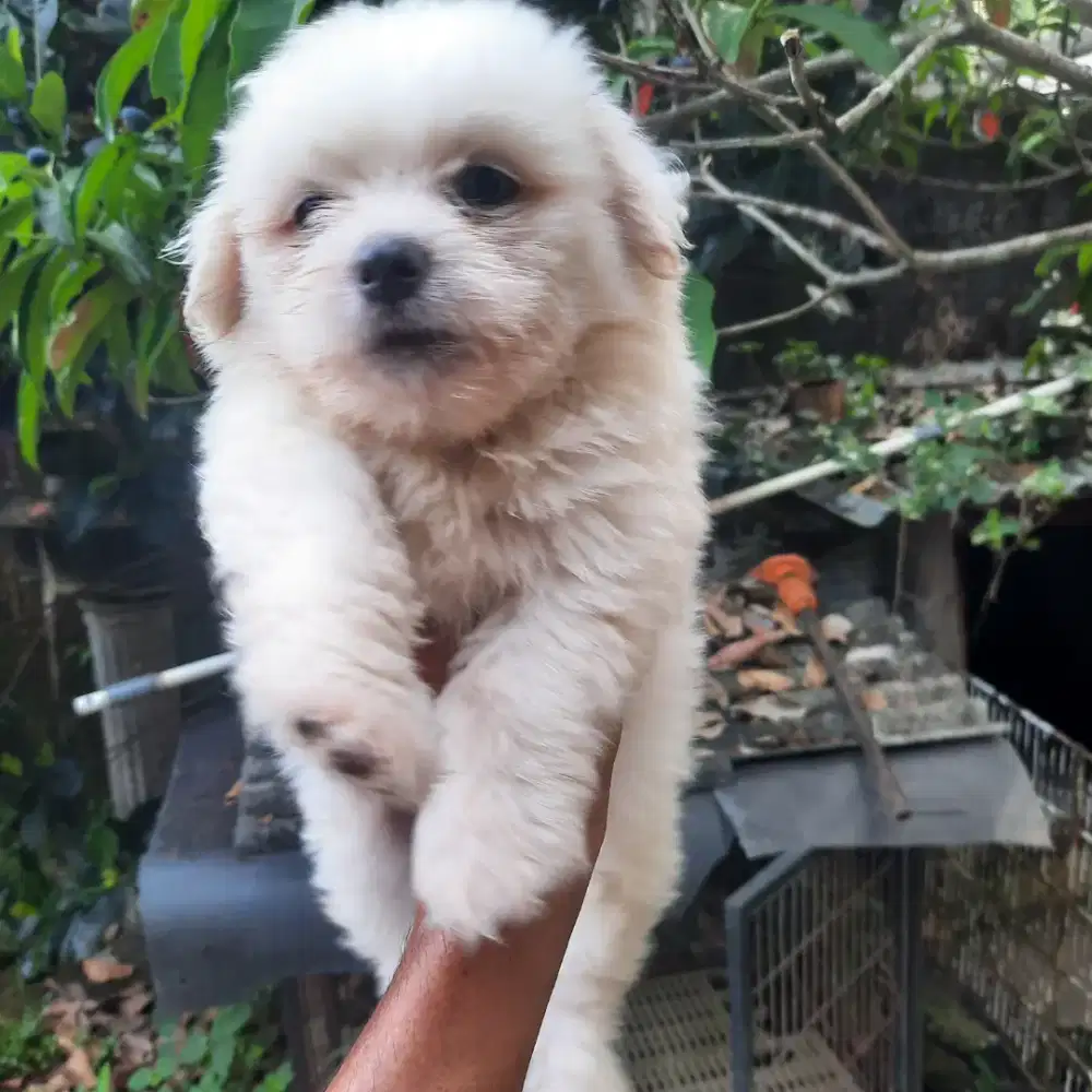 Shitzu mix gemoy