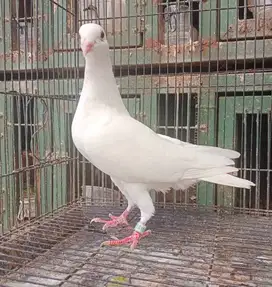 Merpati Pos Putih Betina